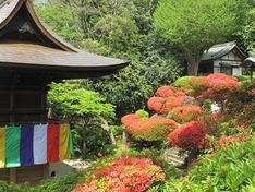 川崎イメージ つつじ寺等覚院