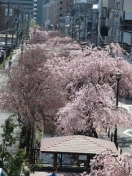 川崎イメージ　　桜