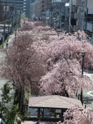 川崎イメージ 桜