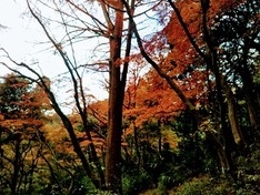 天園から獅子舞での渓流沿いの紅葉