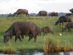 チョベ川の草原で草を食べるバッファローの一群
