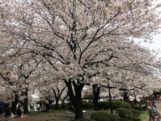 （1）川崎大師公園の桜。