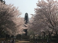 （2）夢見ヶ崎動物公園の桜。