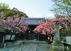 （3）幸区・延命寺山門前の桜
