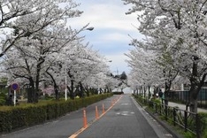 （4）等々力緑地公園の桜