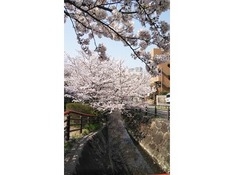 （5）元住吉・二ケ領用水の桜
