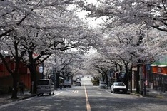 （6）宮前区・春待坂の桜