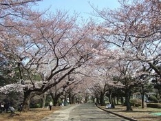 （7）津田山・緑ヶ丘霊園の桜