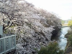 　(8) 二ケ領宿川原堰取水口付近の桜