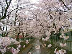 　(9) 麻生川沿いの桜