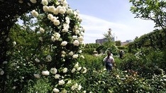 　　　　　白い薔薇の庭