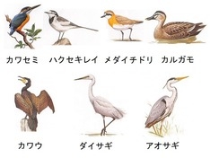 観察した野鳥(野鳥公園 鳥ガイドより)