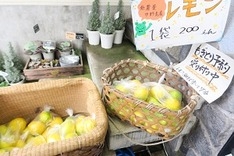 店頭のレモンに思わず立ち止まる