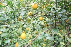たわわに実るレモン畑