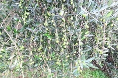 鈴なりオリーブ、来年が楽しみ