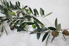 黒く熟しても生食はニガシブ