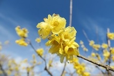 ここには3種のロウバイがある。