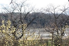 背景にあるのは多摩川の河原