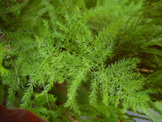 アスパラの強い生命力 数日でこんなに