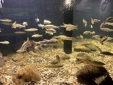 多摩川のアユ 守りたい生きもの