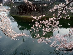 　　　　　　弘明寺　大岡川に映る桜