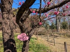 早咲き紅梅名札も花色に合わせて