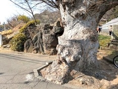 参道前、境内にも多数の巨木