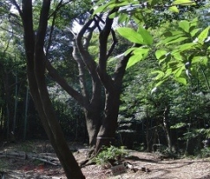 伐採で明るくなった林とヤマザクラ