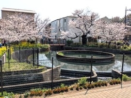 有形文化財・円筒分水と桜