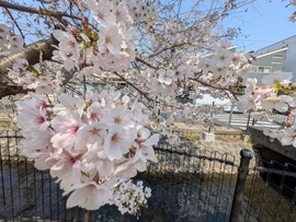 ニケ領用水 川沿いの桜