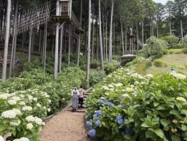 山の斜面に広がる紫陽花